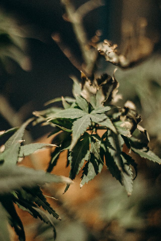 Actions Liées au Cannabis : Investir dans la Ruée Verte